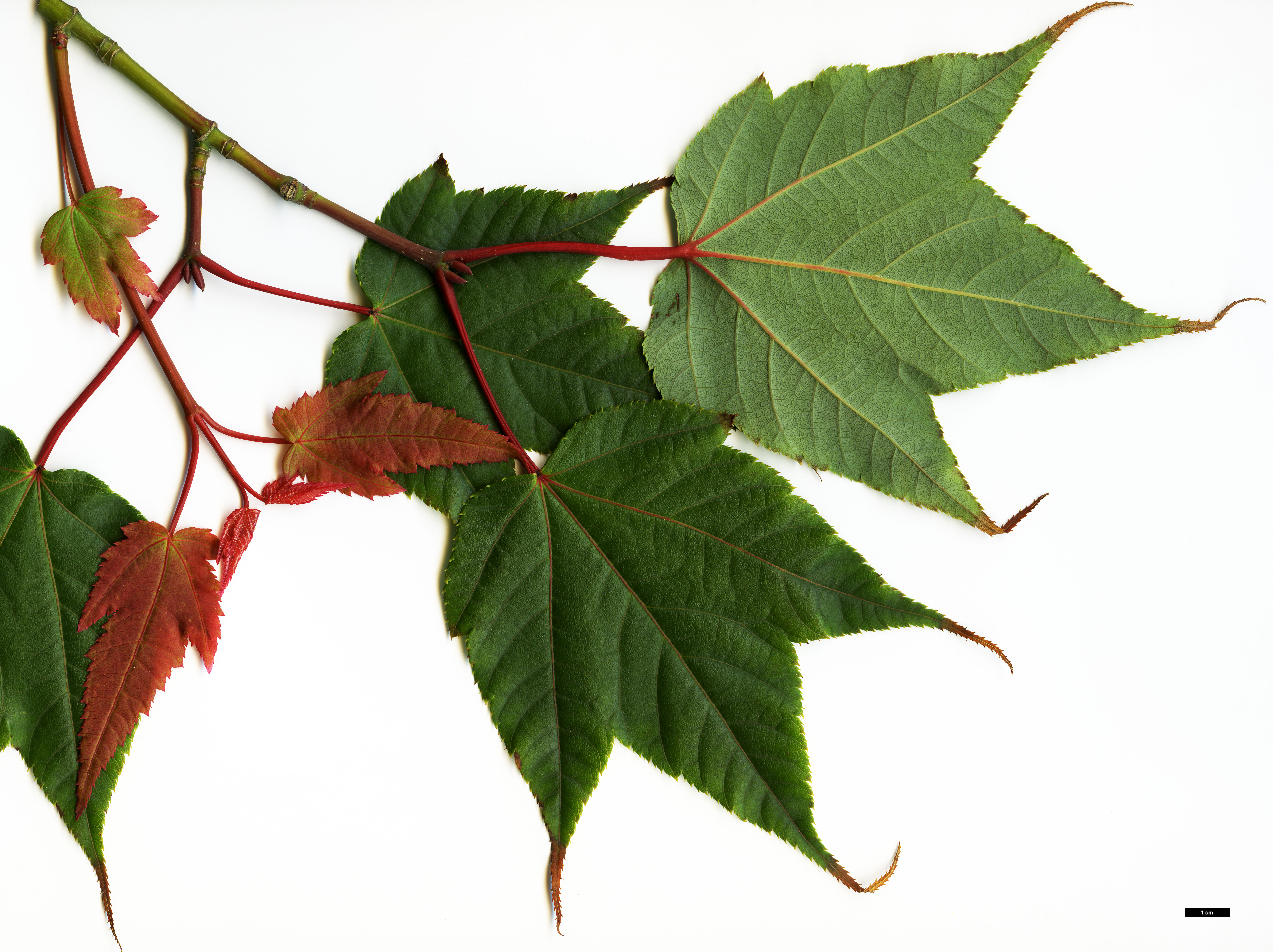 High resolution image: Family: Sapindaceae - Genus: Acer - Taxon: aff. pectinatum